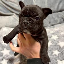 ♀︎フレンチブルドッグ