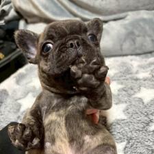 ♀︎フレンチブルドッグ