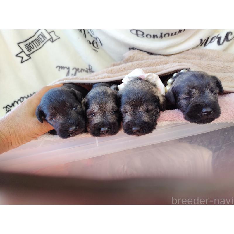 犬舎紹介の栃木県の犬舎紹介-1626の2枚目