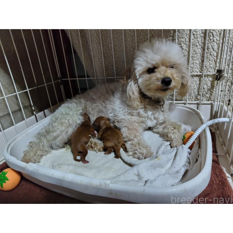 犬舎紹介の栃木県の犬舎紹介-1626の3枚目