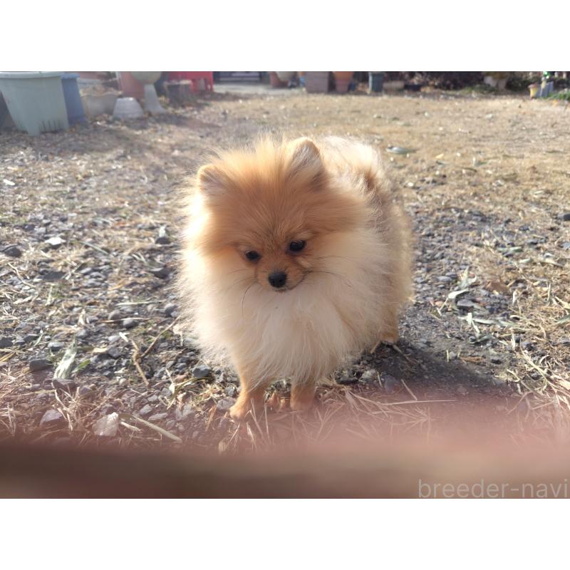 犬舎紹介の栃木県の犬舎紹介-1626の4枚目