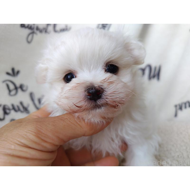 犬舎紹介の栃木県の犬舎紹介-1626の5枚目