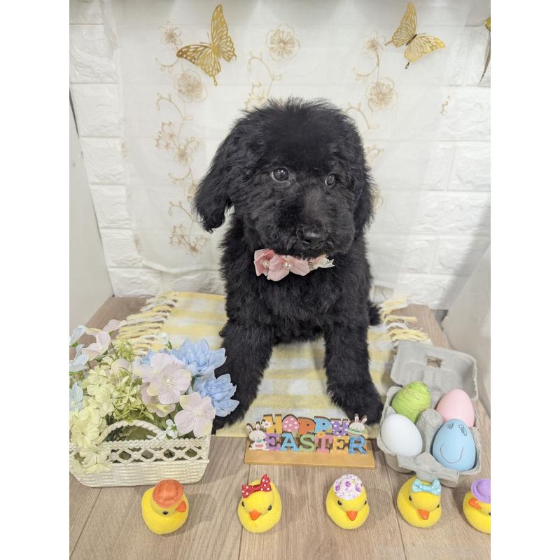 販売中の奈良県のスタンダードプードル-441836の4枚目