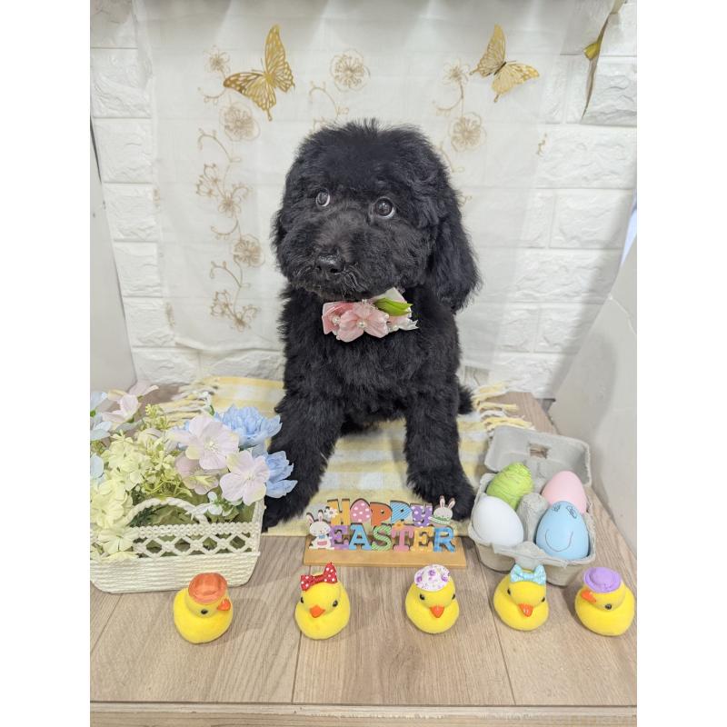 販売中の奈良県のスタンダードプードル-441836の3枚目