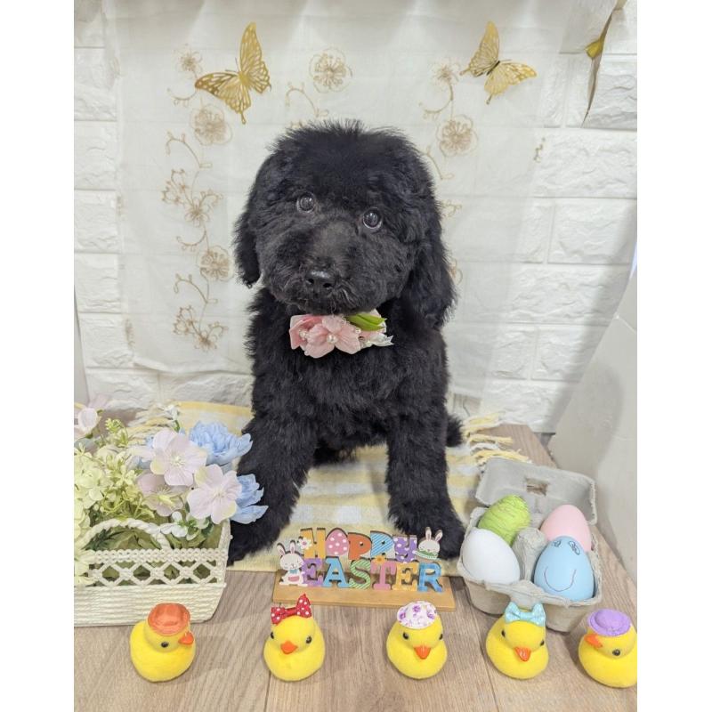 販売中の奈良県のスタンダードプードル-441836の2枚目