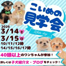 矢込晴菜ブリーダー