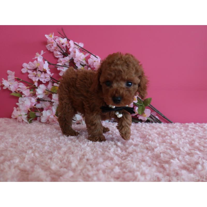 販売中の鹿児島県のタイニープードル-449134