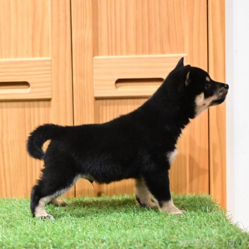 販売中の岡山県の豆柴-441677の3枚目