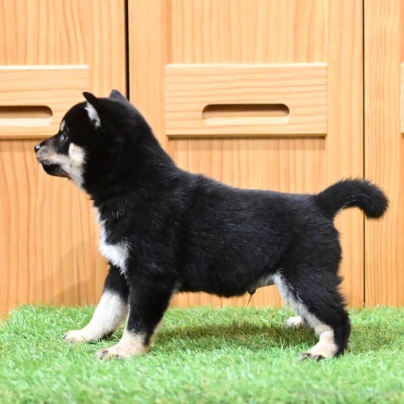 販売中の岡山県の豆柴-441677の2枚目