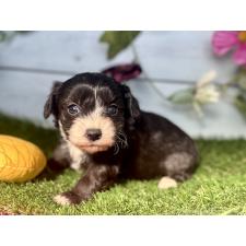 ♀︎チワプー:チワワ×トイプードル