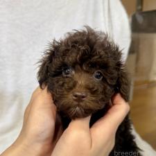 ♀︎トイプードル