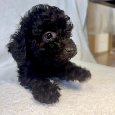 ♀︎トイプードル