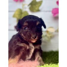 ♀︎チワプー:チワワ×トイプードル