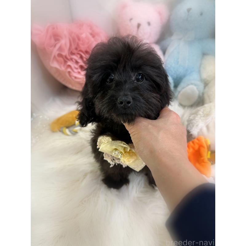 販売中の香川県のダップー:ミニチュアダックスフンド×トイプードル-433655の3枚目