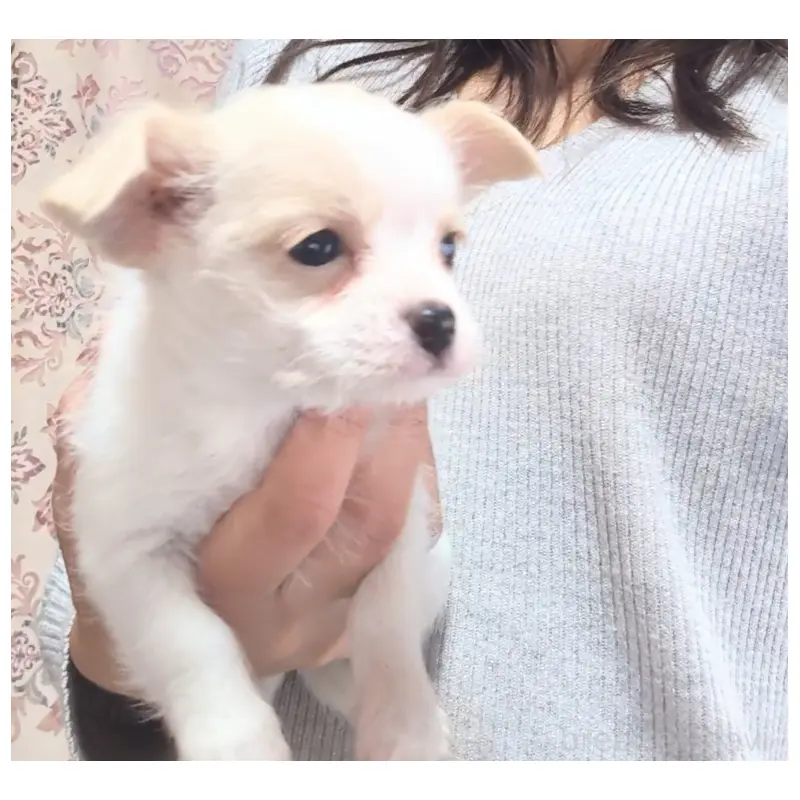 販売中の茨城県のミックス犬-451072の4枚目