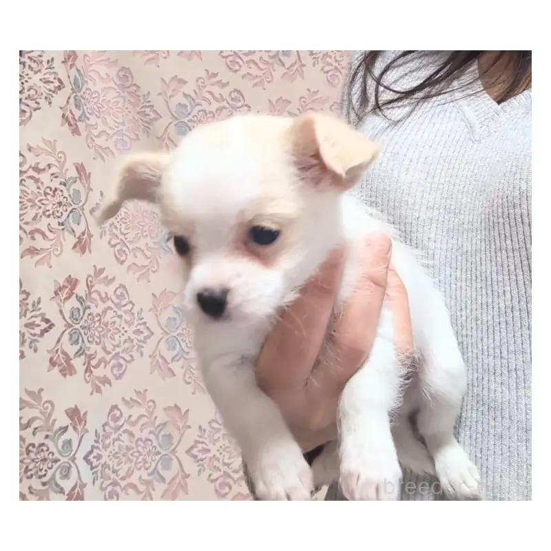 販売中の茨城県のミックス犬-451072の3枚目