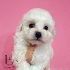 ♀︎ビションフリーゼ