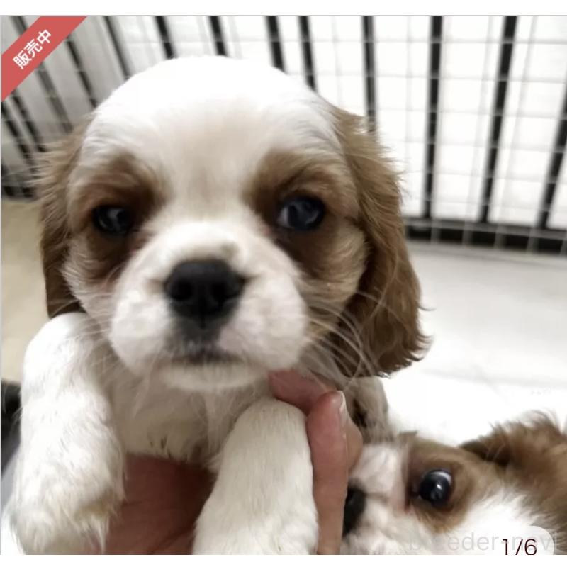 販売中の茨城県のキャバリアキングチャールズスパニエル-443084の2枚目