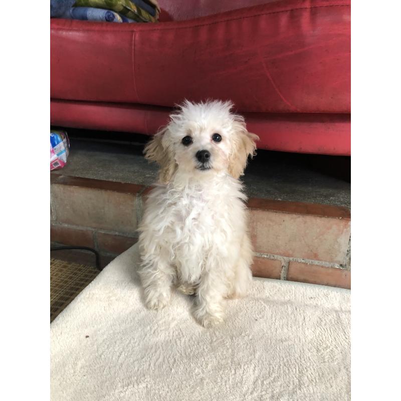 販売中の兵庫県のトイプードル-431958