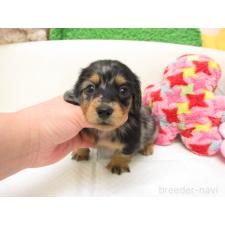 ♀︎ミニチュアダックスフンド(ロングヘアード)