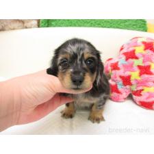 ♀︎ミニチュアダックスフンド(ロングヘアード)