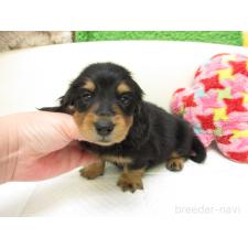 ♀︎ミニチュアダックスフンド(ロングヘアード)