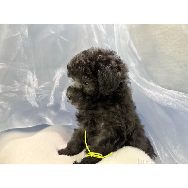 販売中の千葉県のトイプードル-447010の7枚目