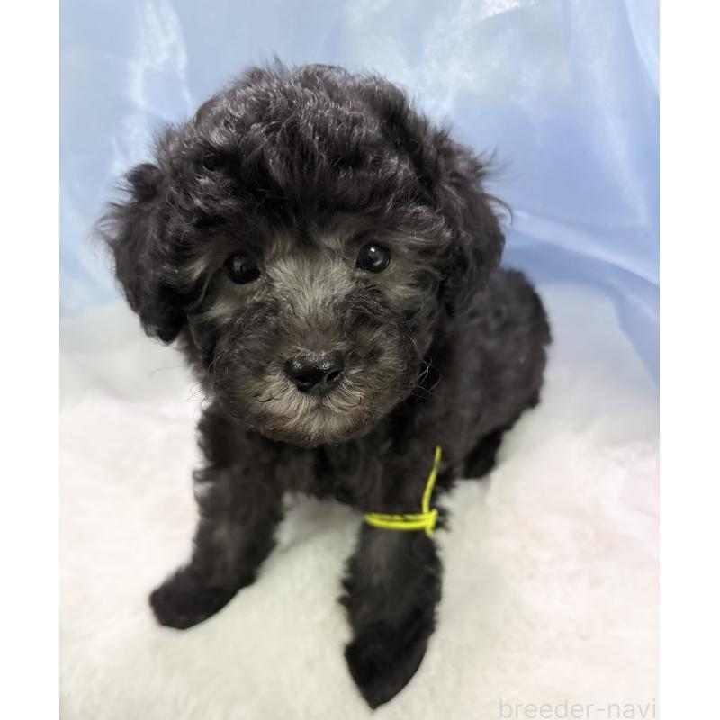 販売中の千葉県のトイプードル-447010の6枚目