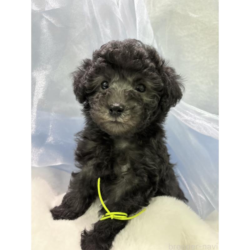 販売中の千葉県のトイプードル-447010の5枚目