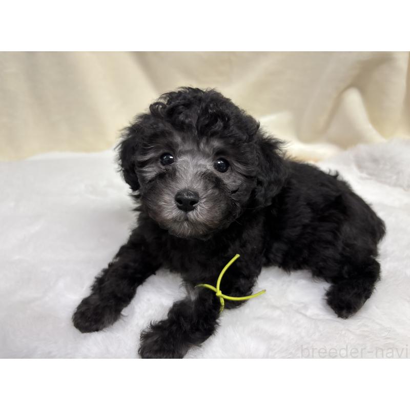 販売中の千葉県のトイプードル-447010の4枚目