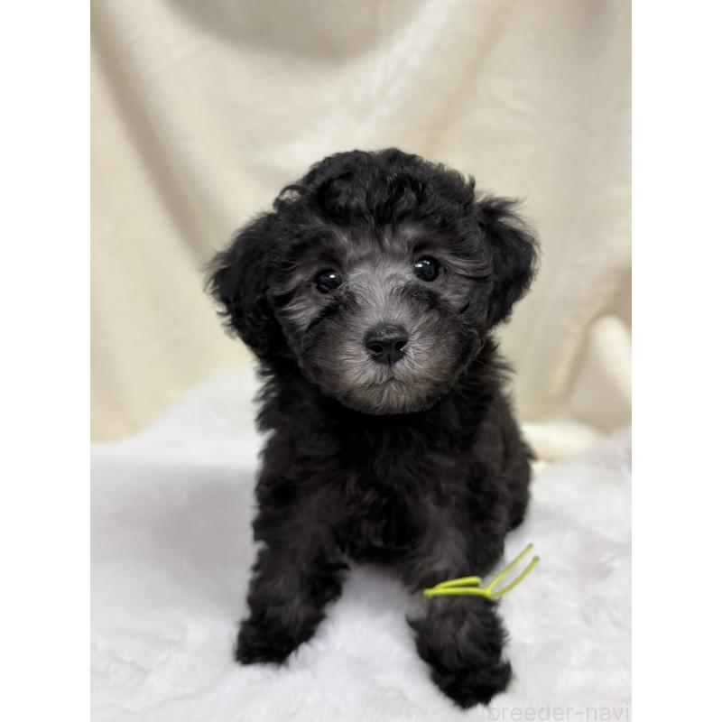 販売中の千葉県のトイプードル-447010の3枚目