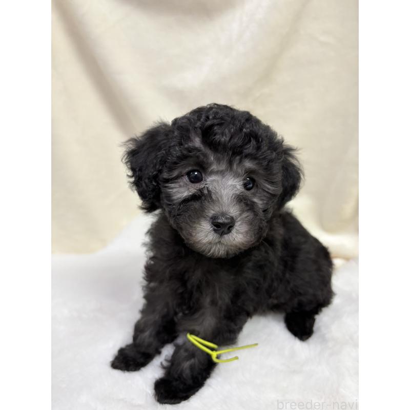 販売中の千葉県のトイプードル-447010の2枚目