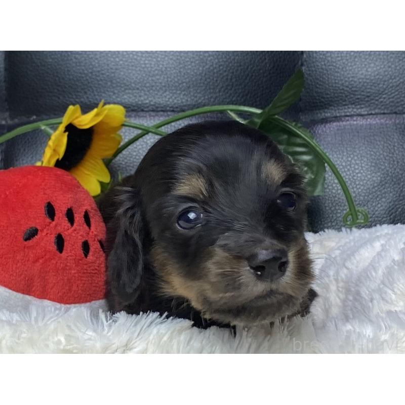 販売中の岐阜県のミニチュアダックスフンド(ロングヘアード)-450278の13枚目