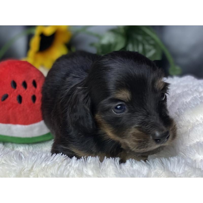 販売中の岐阜県のミニチュアダックスフンド(ロングヘアード)-450278の12枚目