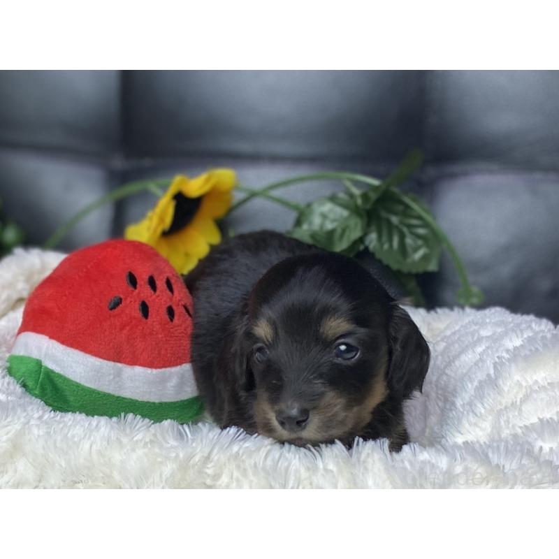 販売中の岐阜県のミニチュアダックスフンド(ロングヘアード)-450278の11枚目