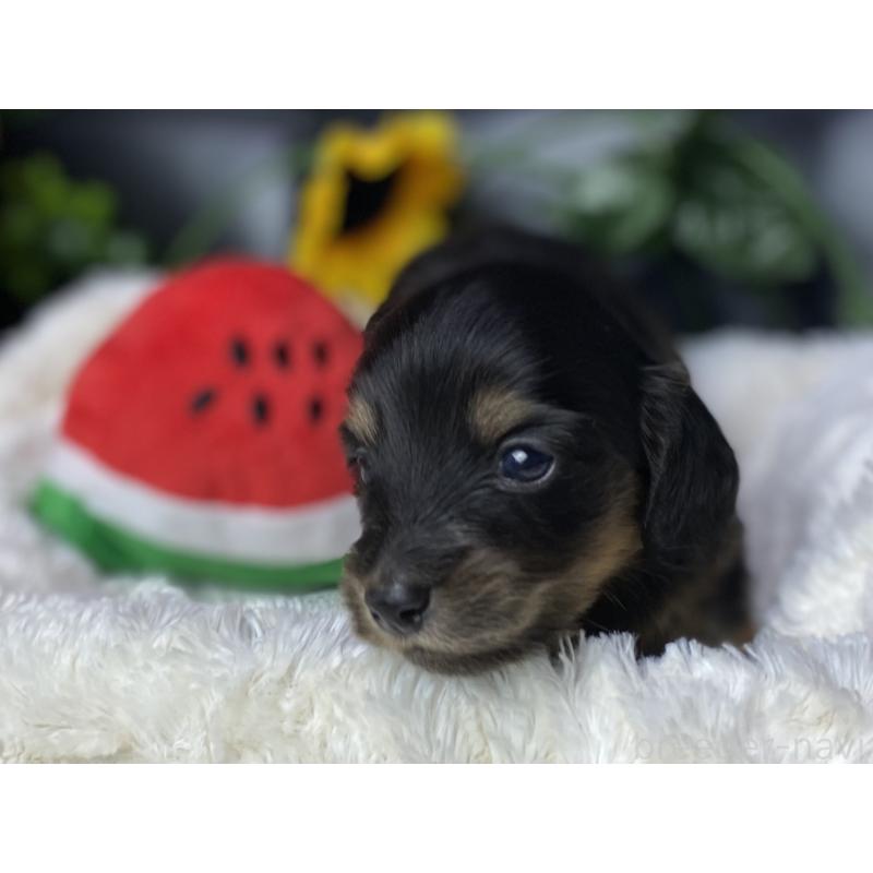 販売中の岐阜県のミニチュアダックスフンド(ロングヘアード)-450278の10枚目