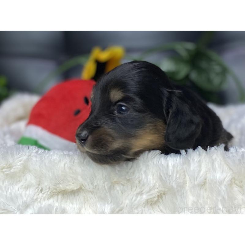 販売中の岐阜県のミニチュアダックスフンド(ロングヘアード)-450278の9枚目