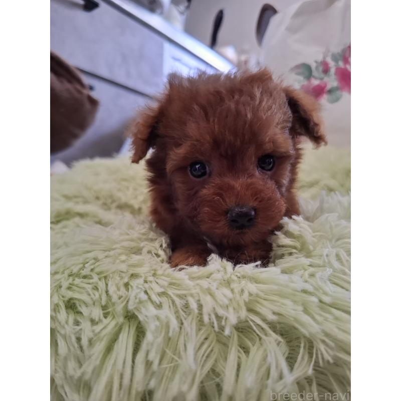 販売中の群馬県のタイニープードル-447148の4枚目