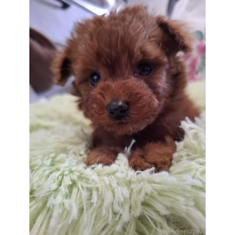 販売中の群馬県のタイニープードル-447148の3枚目