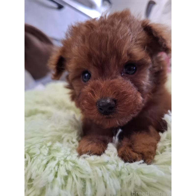 販売中の群馬県のタイニープードル-447148の2枚目