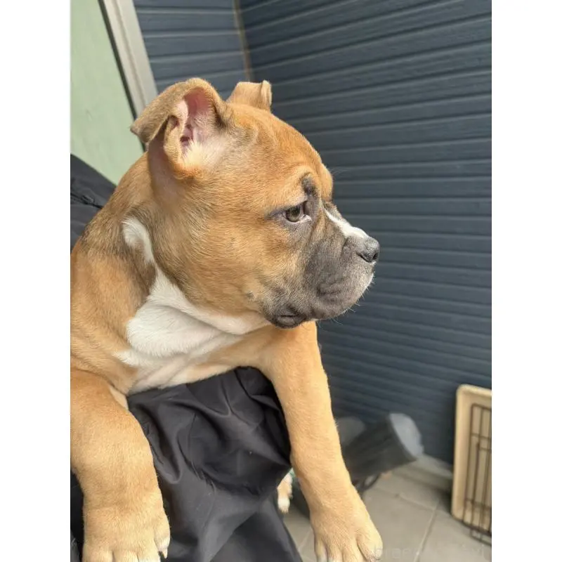 販売中の千葉県のアメリカンブリー-451171の3枚目