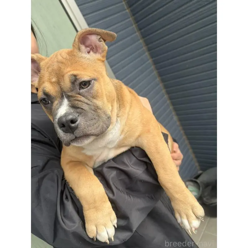 販売中の千葉県のアメリカンブリー-451171の2枚目