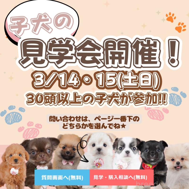 成約済の神奈川県のトイプードル-435890の5枚目