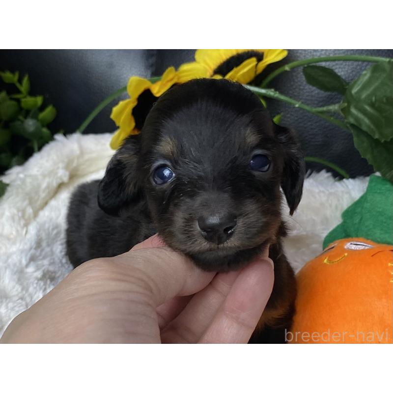 販売中の岐阜県のミニチュアダックスフンド(ロングヘアード)-450275の16枚目