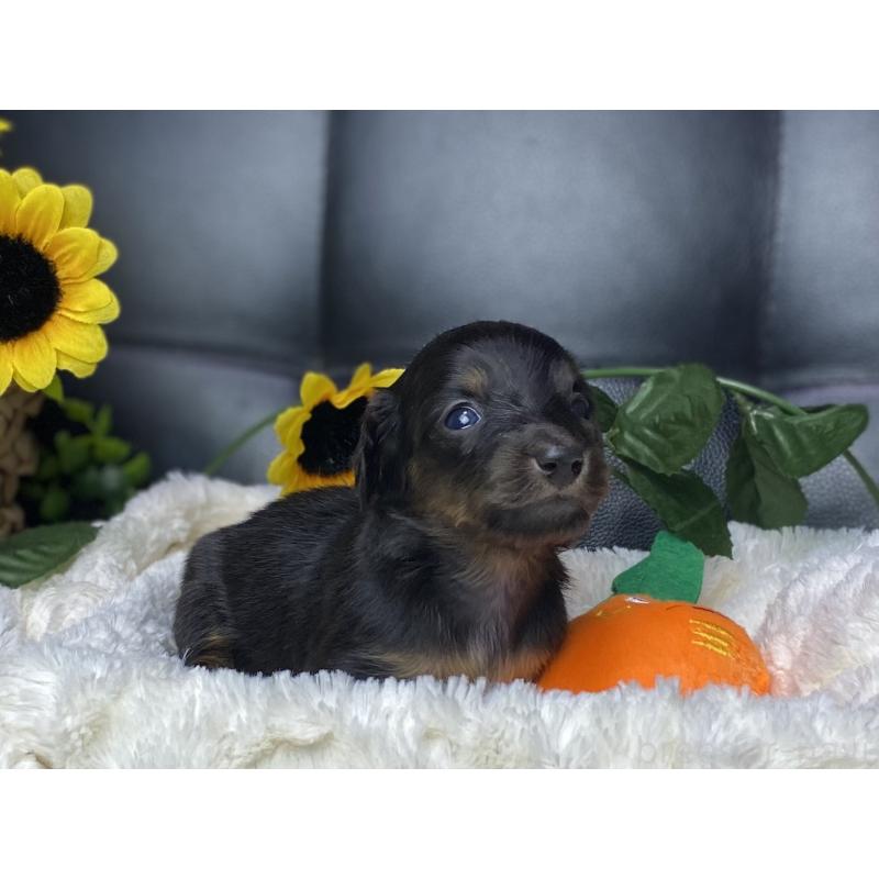 販売中の岐阜県のミニチュアダックスフンド(ロングヘアード)-450275の15枚目