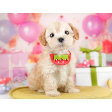 ♀︎マルプー:マルチーズ×トイプードル