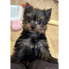 ♀︎ヨークシャーテリア