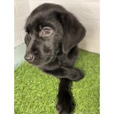 ♀︎ラブラドールレトリーバー