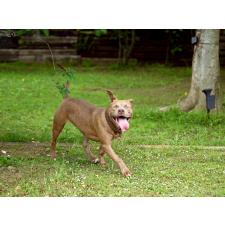 井内 宥李ブリーダー