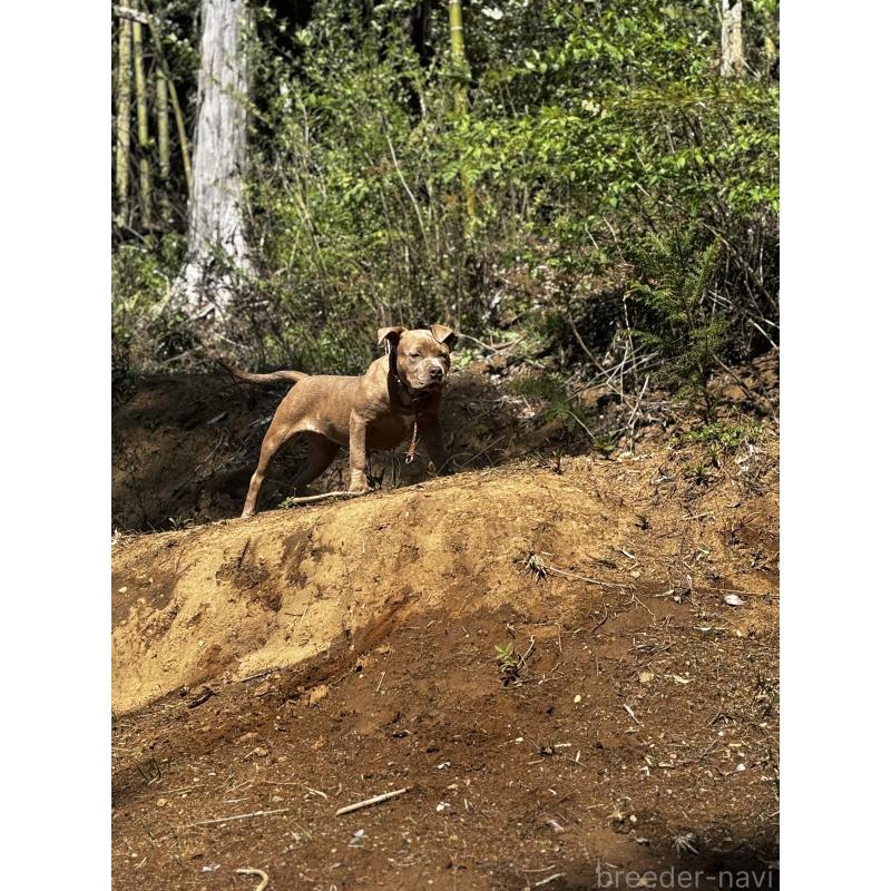 犬舎紹介の千葉県の犬舎紹介-5447の2枚目